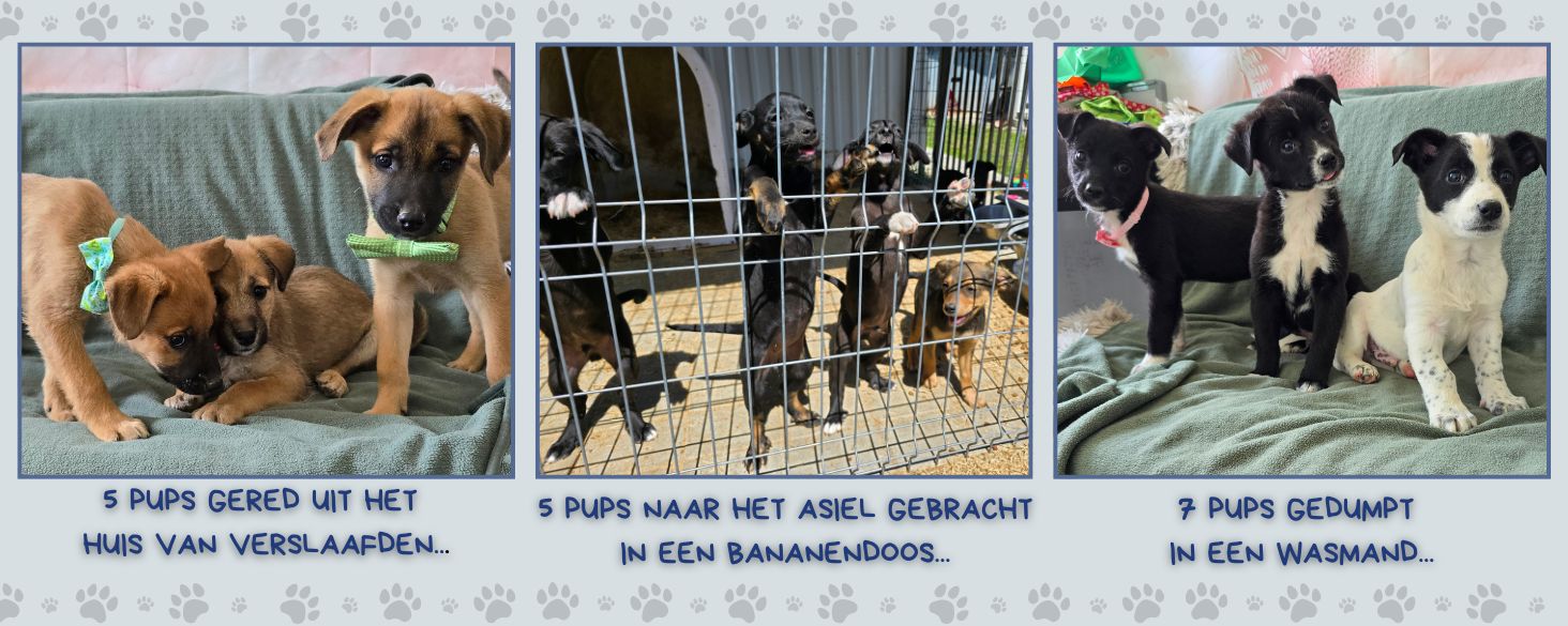 puppy's in het asiel