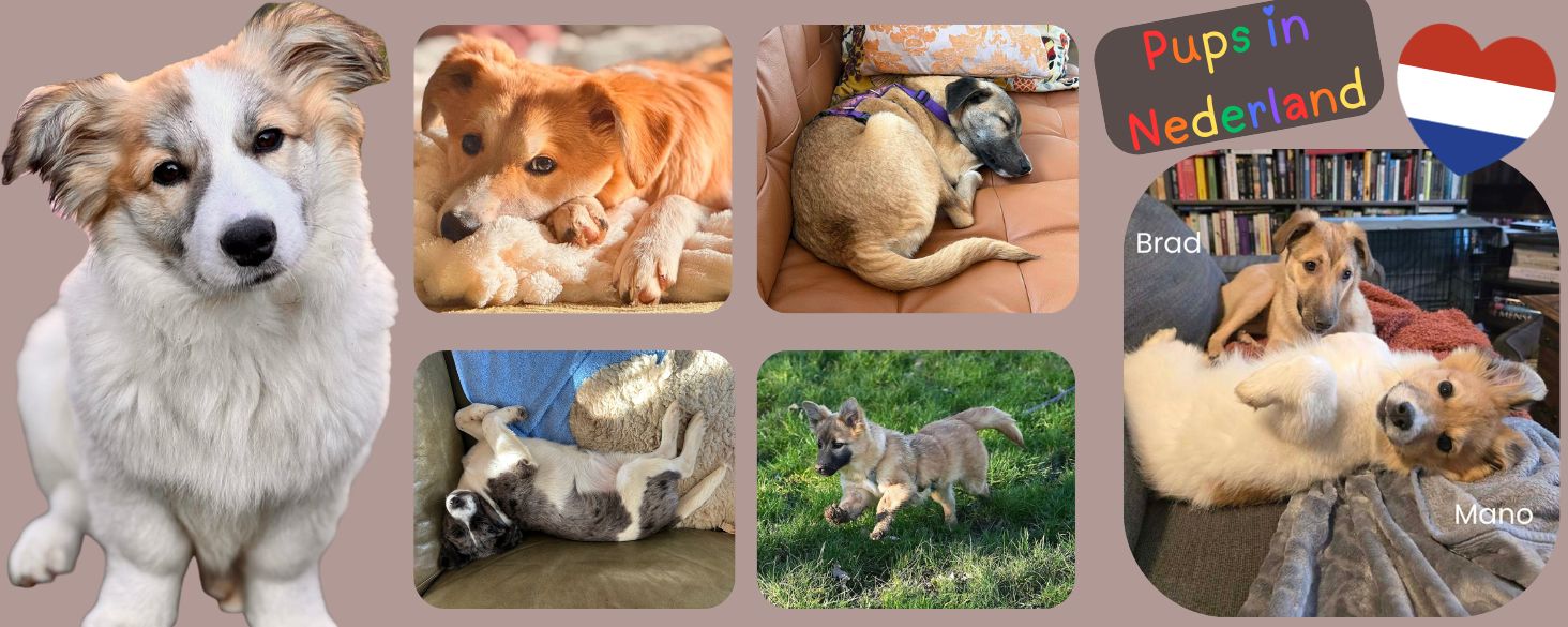 pups in Nederland