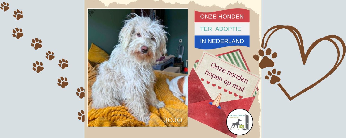 ter adoptie nederland