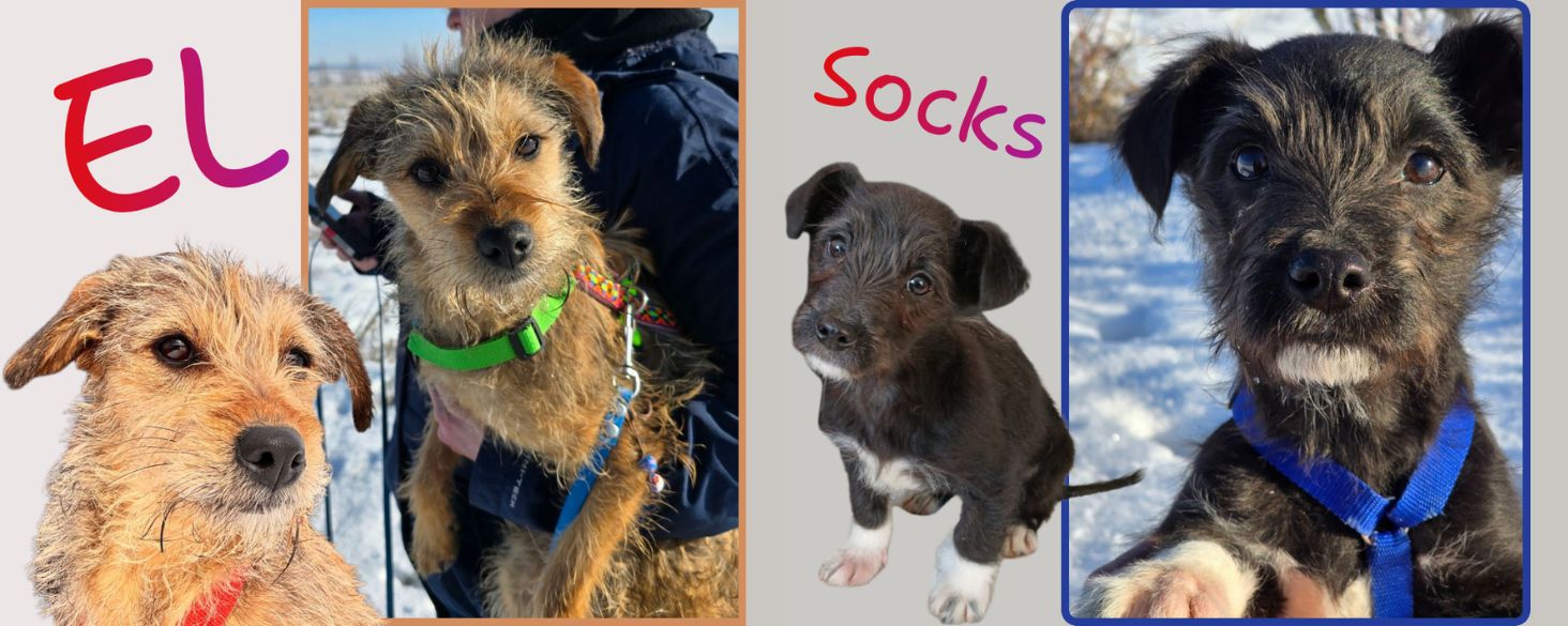 Terrier pups ter adoptie