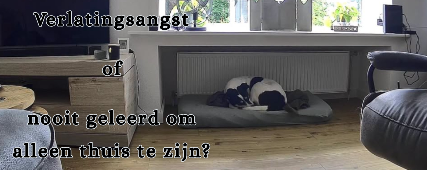Verlatingsangst of nooit geleerd om alleen thuis te zijn?