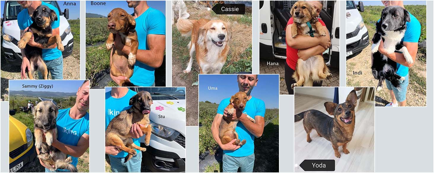 aankomst adoptiehonden