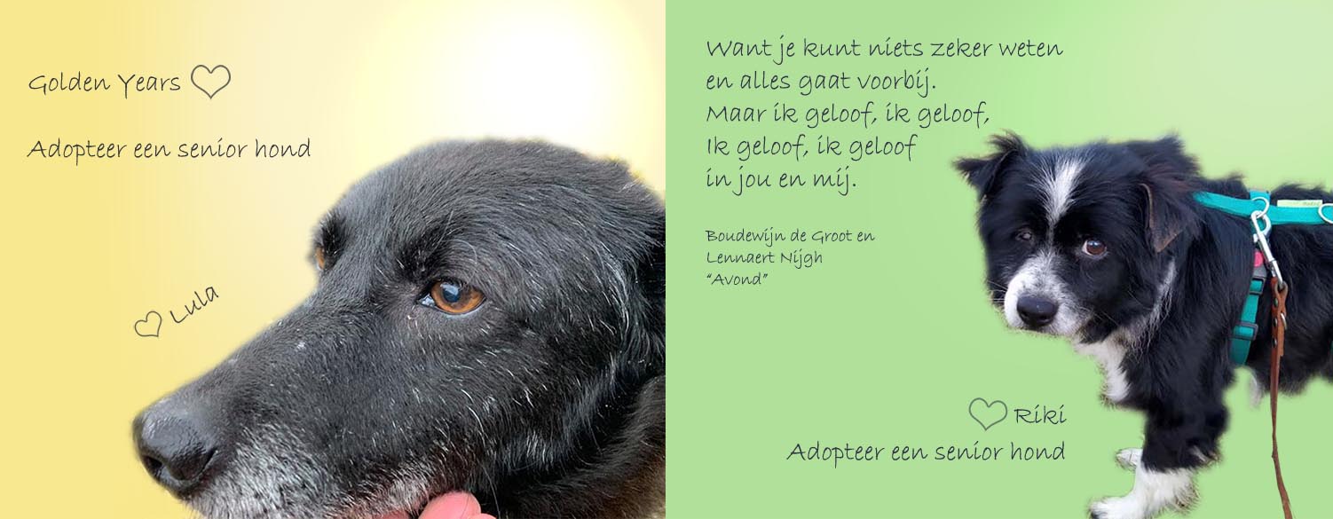 adopteer senior honden