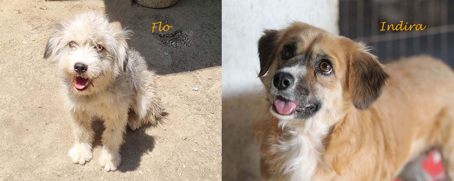 asiel hondje adopteren