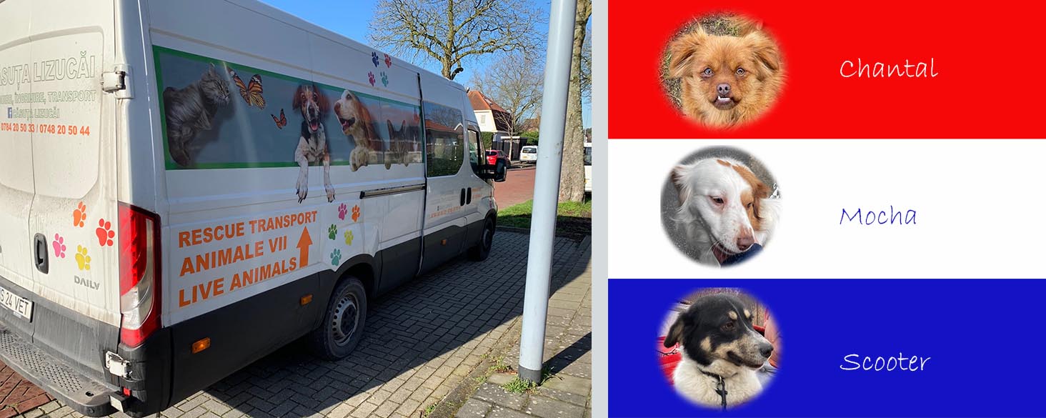 binnenkort ter adoptie