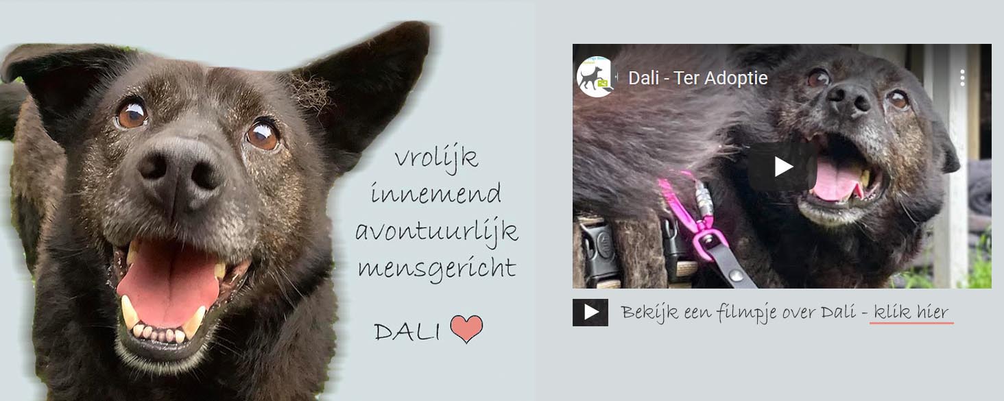 dali ter adoptie