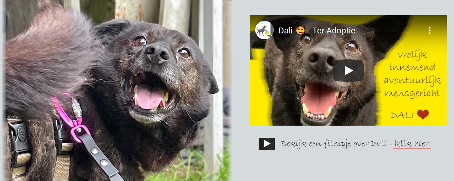 dali ter adoptie senior hond