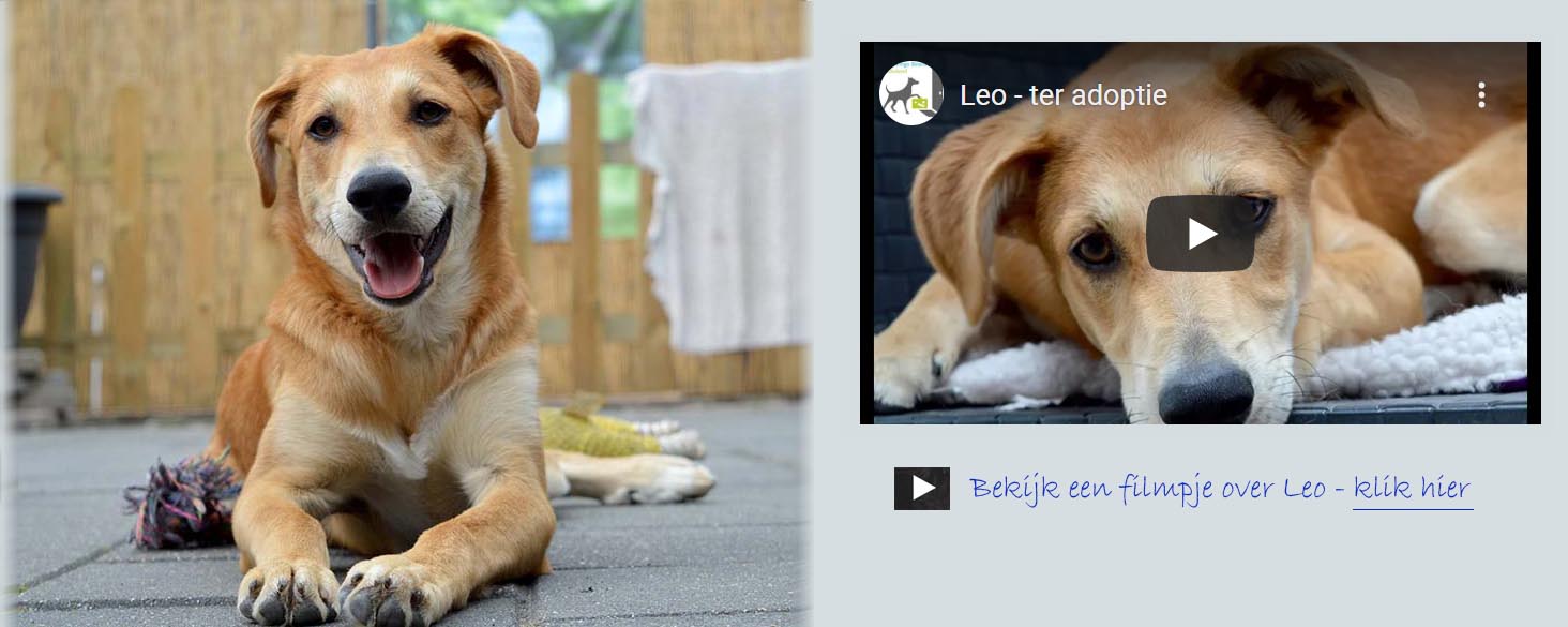 leo ter adoptie