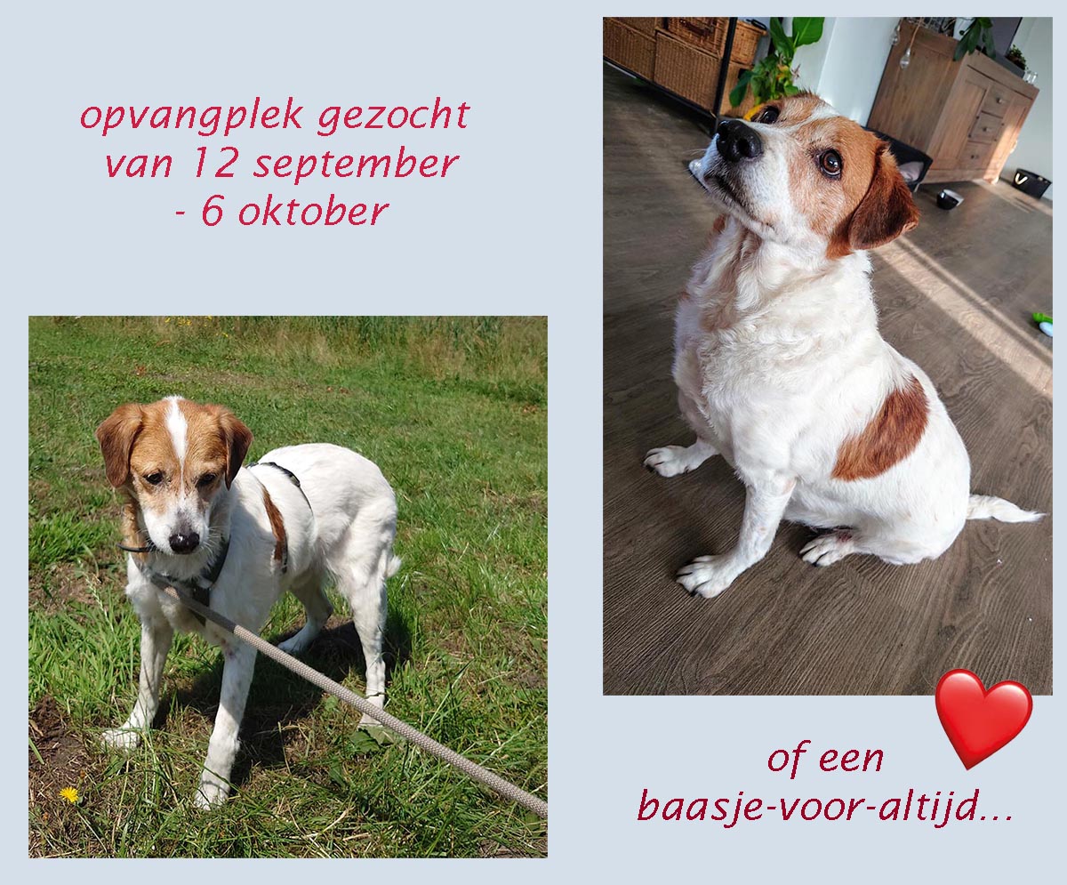 senior hondje mac noodoproep 2