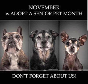november adopt a senior dog month 