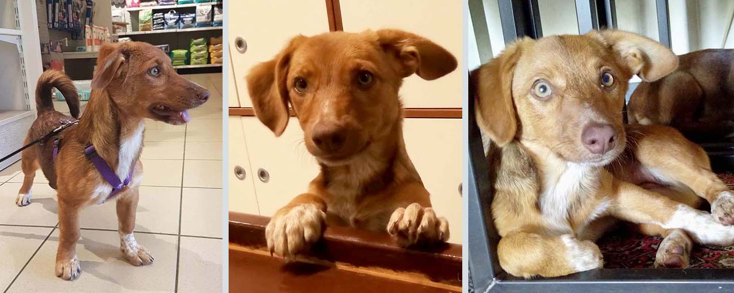 puppy ter adoptie uma