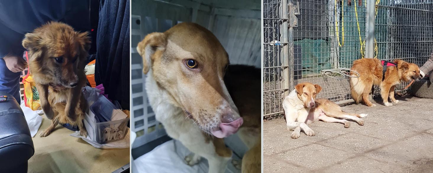 ronja ringo in nederland