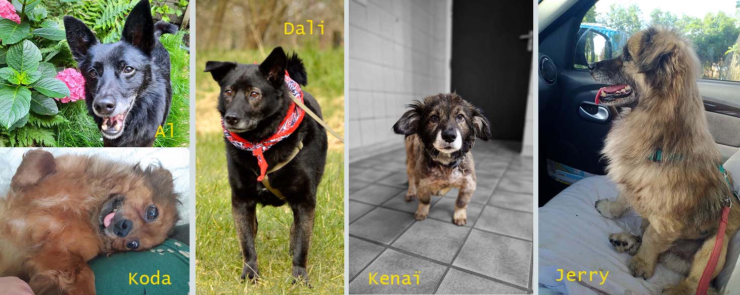 senior hond adopteren